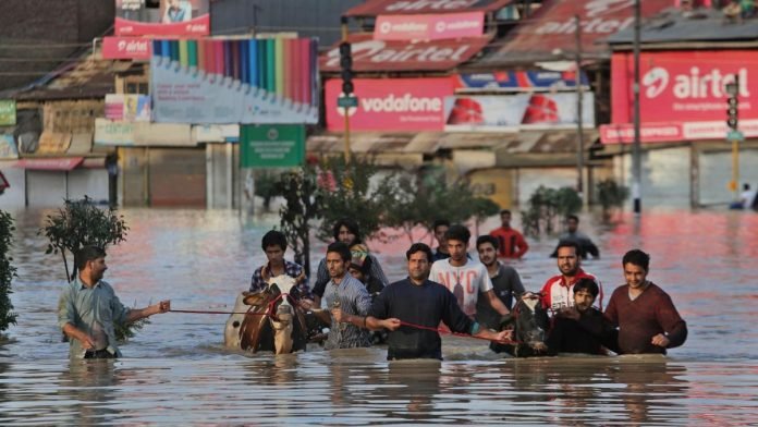 Cattle being evacuated from a flooded neighbourhood in Srinagar on September 7, 2014 Cattle being evacuated from a flooded neighbourhood in Srinagar on September 7, 2014