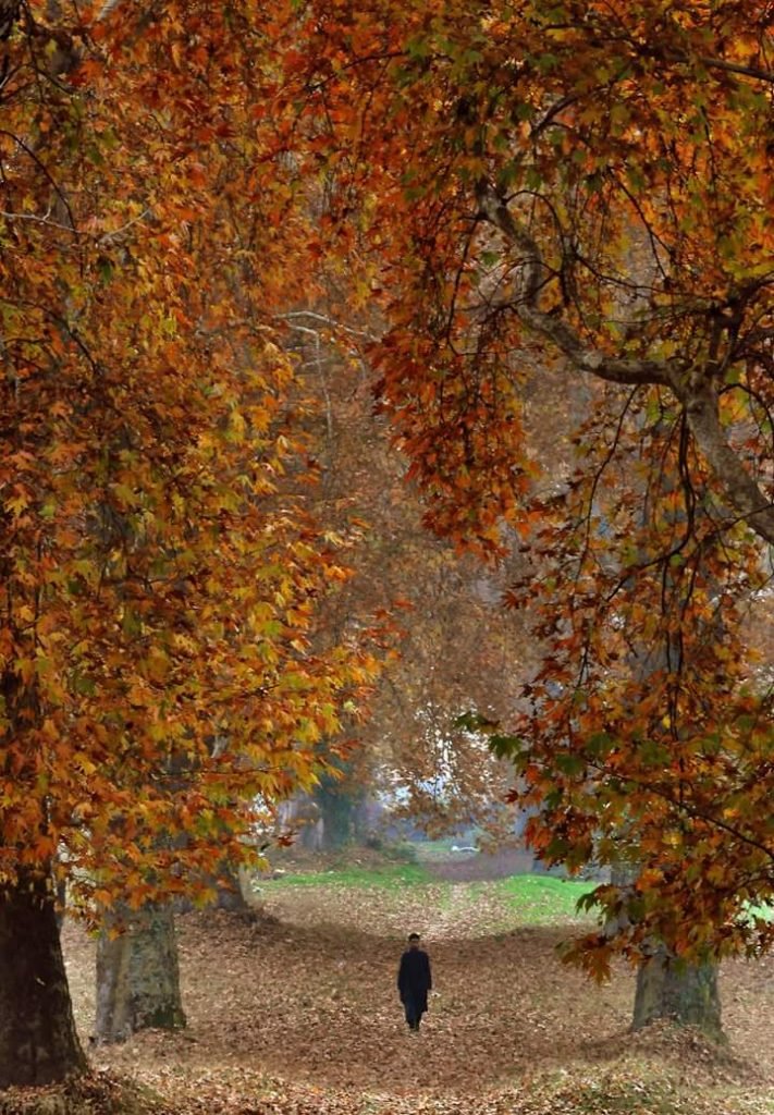 A resident walks over dry and ‘crispy’ Chinar leaves in Nishat Garden