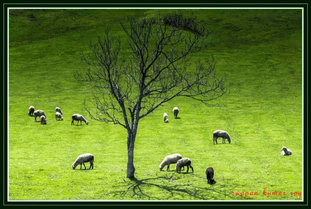 Grazing at Yousmarg Grazing at Yousmarg