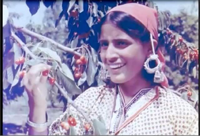 Kashmiri girl plucking cherries (1958)