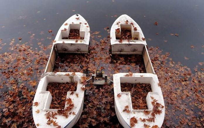 Kashmir turns pale as Autumn sets in An idle pedal boat on the waters of Dal Lake