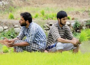 Farmers planting rice saplings in paddy fields in Kashmir