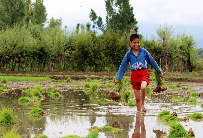 Farmers planting rice saplings in paddy fields in Kashmir