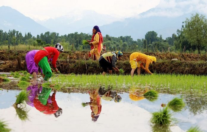 Farmers planting rice saplings in paddy fields in Kashmir Farmers planting rice saplings in paddy fields in Kashmir