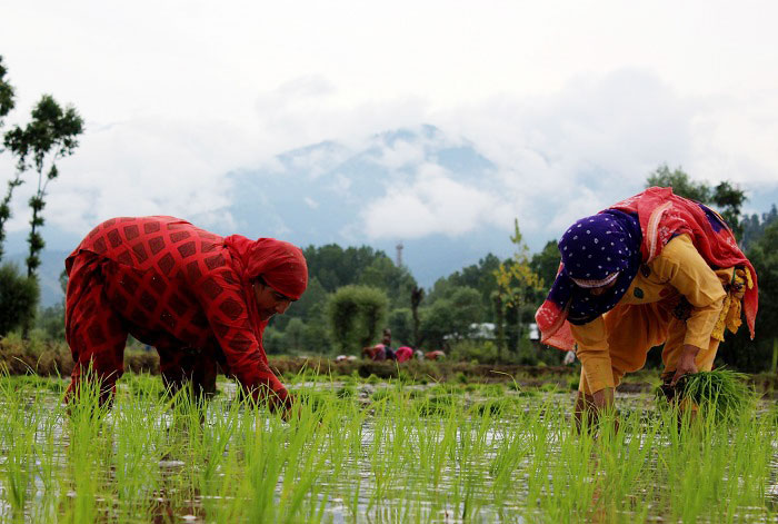Farmers planting rice saplings in paddy fields in Kashmir
