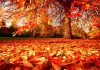 Homecoming in Autumn Autumn (HARUD)