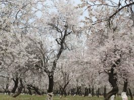 Spring blossom thrills farmers of Kashmir - Almond Blossom