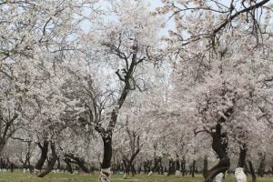 This Spring blossom thrills farmers of Kashmir