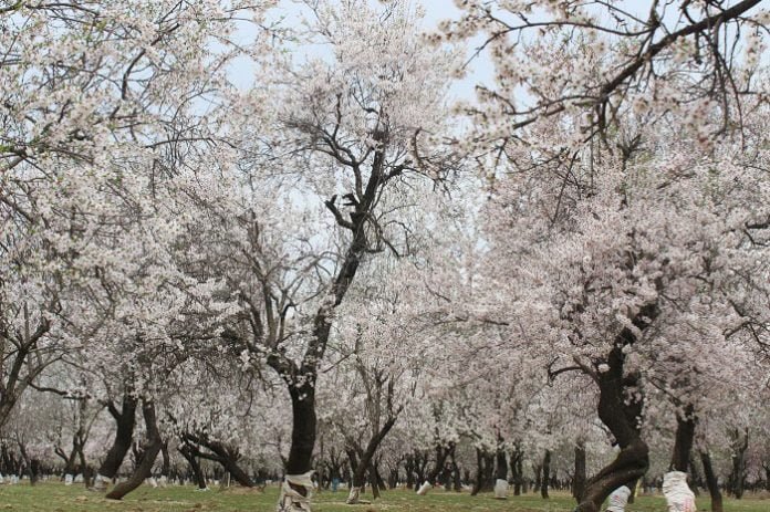 Spring blossom thrills farmers of Kashmir - Almond Blossom