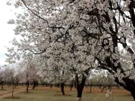 Almond blossom regains hope among Kashmir farmers