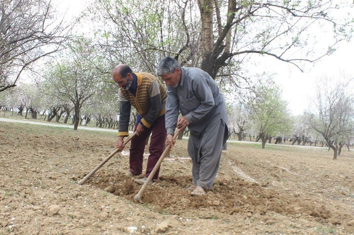 Spring blossom thrills farmers of Kashmir - Almond Blossom