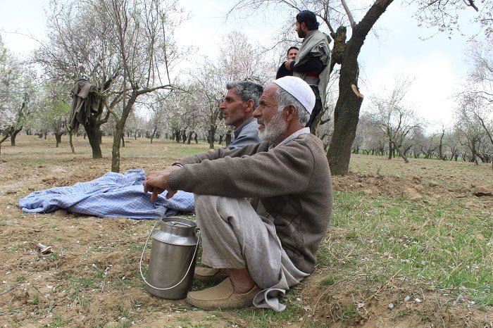 Spring blossom thrills farmers of Kashmir - Almond Orchards