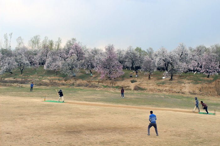 Spring blossom thrills farmers of Kashmir - Almond Blossom
