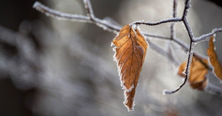 Apple Valley - Leaf - Potrait