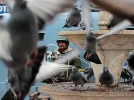 Central Reserve Police Force - Shutdown - Parrots - Kashmir