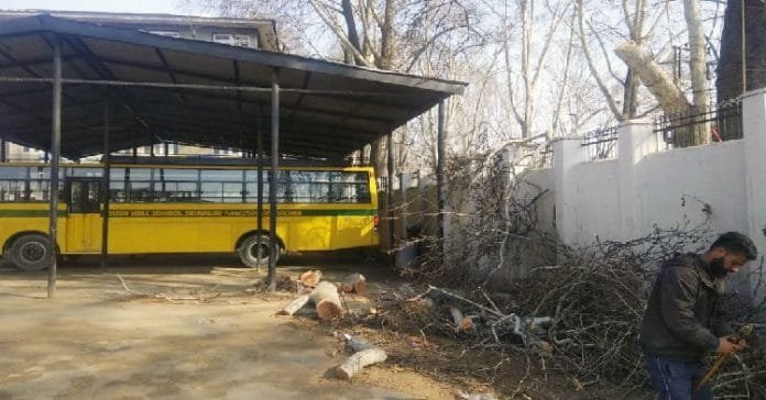 Chinar falls to axe outside private school