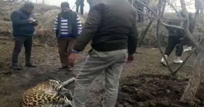 In self-defence, Army kills leopard in Shopian