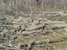 Trees Felled