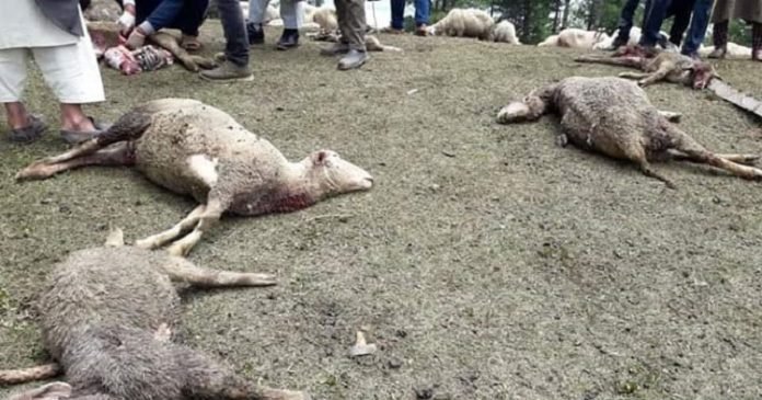 20 sheep killed as shepherds 'attacked by a group of people' 20 sheep killed as shepherds 'attacked by a group of people'