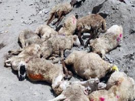 Mutton dealers suffer huge loss as livestock dies
