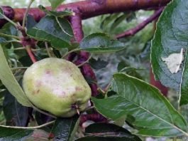 Hailstorm damages Apple crop in Kashmir