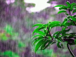 Rain - Raindrops - Rainy Season
