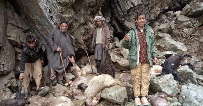 Cloudburst leaves over 100 sheep, goats dead in Tral Cloudburst leaves over 100 sheep, goats dead in Tral