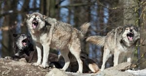 Pack of wolves kill 38 sheep in Baramulla