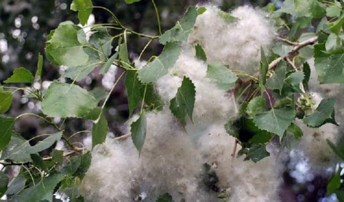 Russian Poplar Tree Fluff