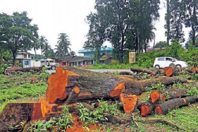 Jungle Smuggling - Forest - Cutting Trees Jungle Smuggling - Forest - Cutting Trees