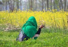 Magnificent photos of blossomed Mustard fields in Pulwama Magnificent photos of blossomed mustard field in Pulwama