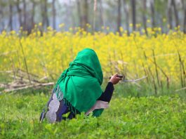 Magnificent photos of blossomed mustard field in Pulwama