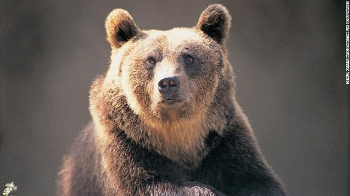 A brown bear seen at the Abruzzo National Park in Italy A brown bear seen at the Abruzzo National Park in Italy