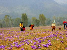 A haze filled Saffron flower field
