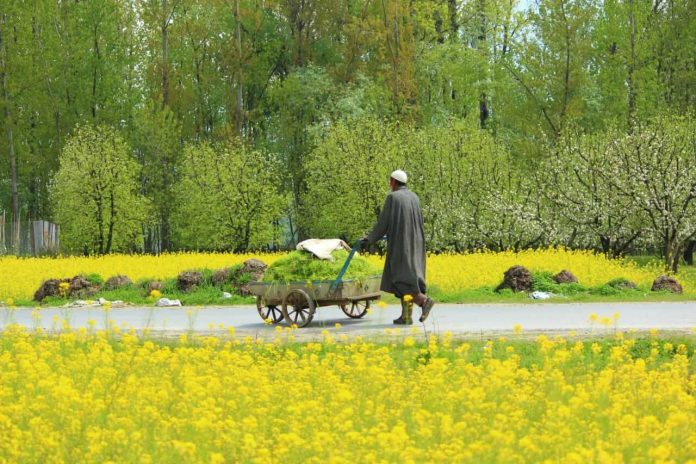 A farmer carrying grass on a pushcart in a Pulwama village in southern Kashmir