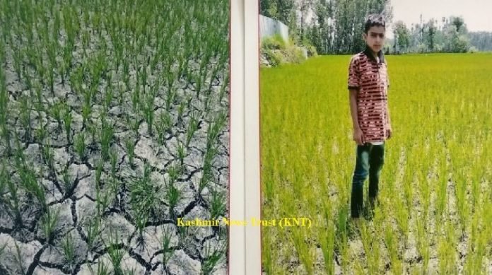 Water Shortage: Seedlings sown over thousands of acres of land drying up Water Shortage: Seedlings sown over thousands of acres of land drying up