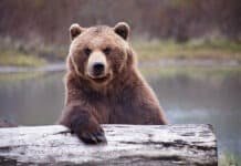 Man injured in bear attack in Pulwama’s Tral Wild Bear