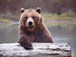 Wild Bear