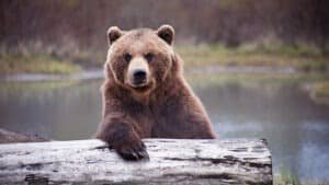 Man injured in bear attack in Pulwama’s Tral