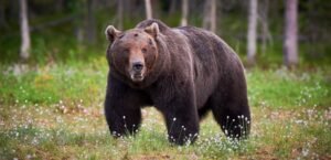 Bear attacks duo after appearing in Srinagar outskirts