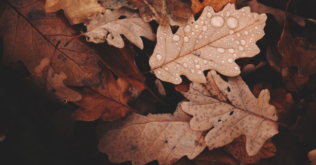 Leaves - Dew Drops