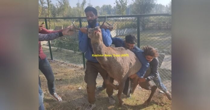 Hangul (Kashmir stag) Hangul (Kashmir stag)