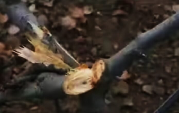 DDC candidate's apple orchard vandalized in Pulwama village DDC candidate's apple orchard vandalized in Pulwama village