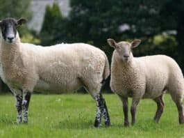 Mule - Lamb - Sheep