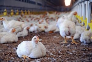 Government lifts ban on import of poultry
