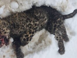 Leopard killed after killing nine sheep in Shopian