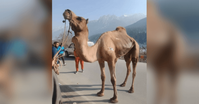 Camel in Pulwama