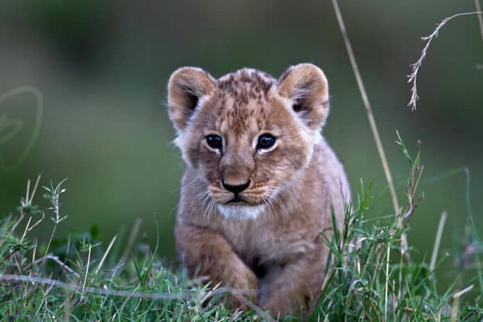 Lion Cub