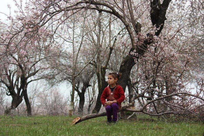 In the blossomed almond fields, a little girl waits for her parents.