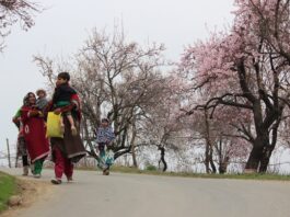 Kashmiri ladies walk down a freeway lined with almond blossoms.
